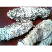 Various types of dried sea cucumber for sale