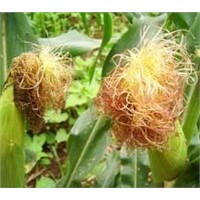 Corn Stigma P.E.