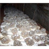 Maitake mushroom extract