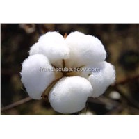 raw cotton and bleached cotton for sell