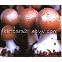 Agaricus Blazei Mushroom Extract
