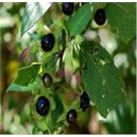 Atropa Belladonna liquid extract