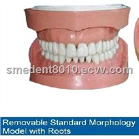 Sell Removable Standard Teeth Model
