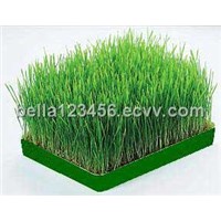 100% Natural Barley Grass Extract