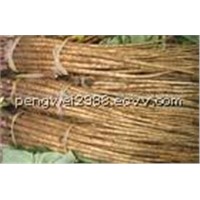 Burdock Root Extract