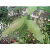 Cassia Bark Extract