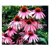 Echinacea Purpurea Extract