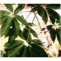 Horse Chestnut Extract - Aesculus Chinesis Bge