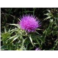 Milk Thistle Extract