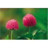 Red Clover Extract/Trifolium pratense L