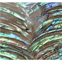 Abalone Paua Shell ( MOP ) paper