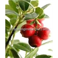 Bilberry extract Original/25%Anthocyanidin