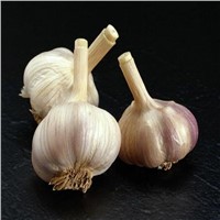 Garlic plant extract