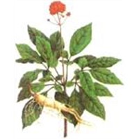 Ginseng Extract