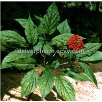 Ginseng Leaf Extract