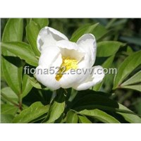 Natural herb extract White Peony Root Extract with Paeoniflorin 8%-50% in Pharmaceutical