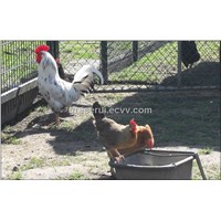 PVC Coating Chicken Fence