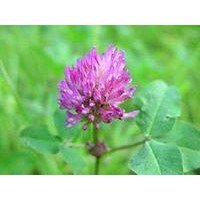 Professional manufacture supply natural /Red Clover P.E.2.5%/Red Clover P.E.8%/Red Clover P.