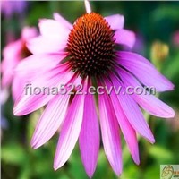 high quality Echinacea Extract  Polyphenol 4%