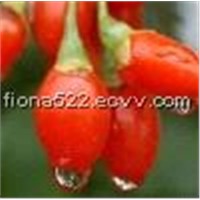 high quality Wolfberry Fruit Extract with competitive price