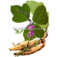 plant extract  of  Pueraria P.E powder