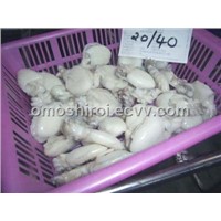 frozen cuttlefish fillet ,WC cuttlefish matsukasa thailand