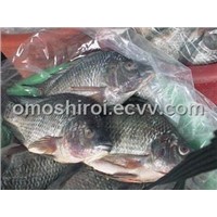 sell Tilapia ,Rohu ,catfish ,carp ,pengush thailand