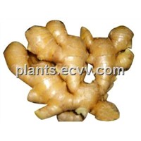 Ginger Root Extract: Gingerols