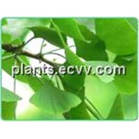 Ginkgo Biloba Leaf Extract : Ginkgo flavone Glycosides 24%;Terpene Lactones 6%