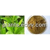Green Tea Extract: Total tea polyphenols,Total tea catechins