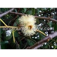 Eucalyptus Globulus Extract