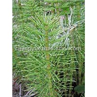 Horsetail Extract