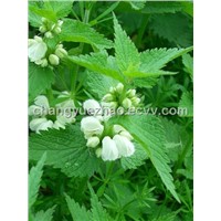 Nettle Herb Extract