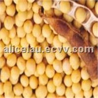 Soybean Extract