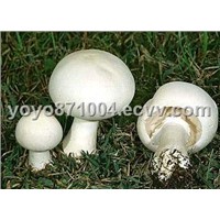 Agaricus Extract