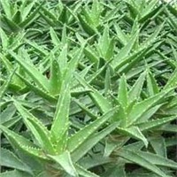 Aloe-emodin 98% HPLC