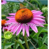 Echinacea Purpurea P.E. Total polyphenols 4.0% test by HPLC