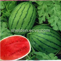 Water Melon Extract  10:1 test by TLC