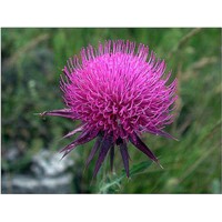 the biggest producer of Milk Thistle Extract in China