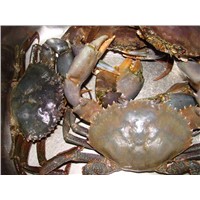 Live Crabs, Live Mud Crabs , Live Mud Green Crabs, Blue Crabs, Live Lobster From INDIA