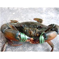 Live Mud Crabs, Live Crabs , Live Mud Green Crabs, Blue Crabs From INDIA