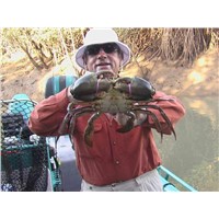 Mud Crabs, Live Mud Crabs , Live Crabs, Live Mud Green Crabs, Blue Crabs, Live Lobster From INDIA