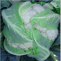 6185 (65 Days Leaf converage up to 80%)