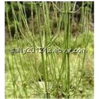 Horsetail Extract