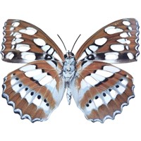 Metal butterfly decor
