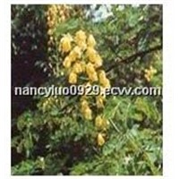 Cassia Nomame Extract (Flavanol 8%,16%)