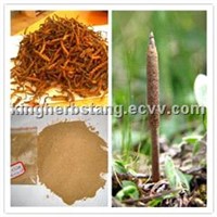 China Cordyceps Extract Powder
