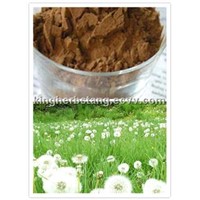 China Dandelion Extract
