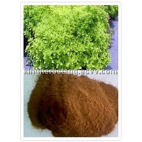 China Oregano Extract