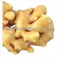 Ginger Root Extract           Gingerols 5%HPLC,UV